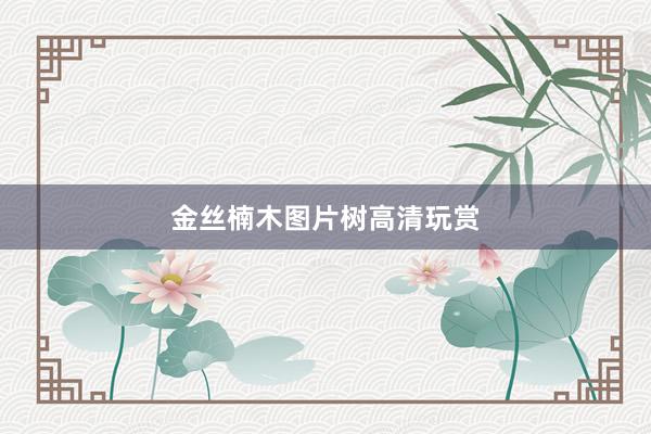 金丝楠木图片树高清玩赏
