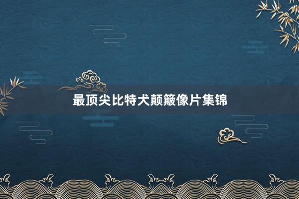 最顶尖比特犬颠簸像片集锦